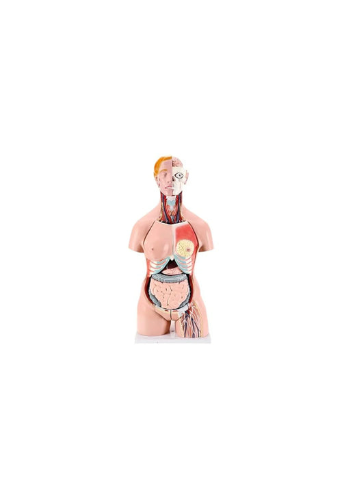Educational Posters & Anatomical Models