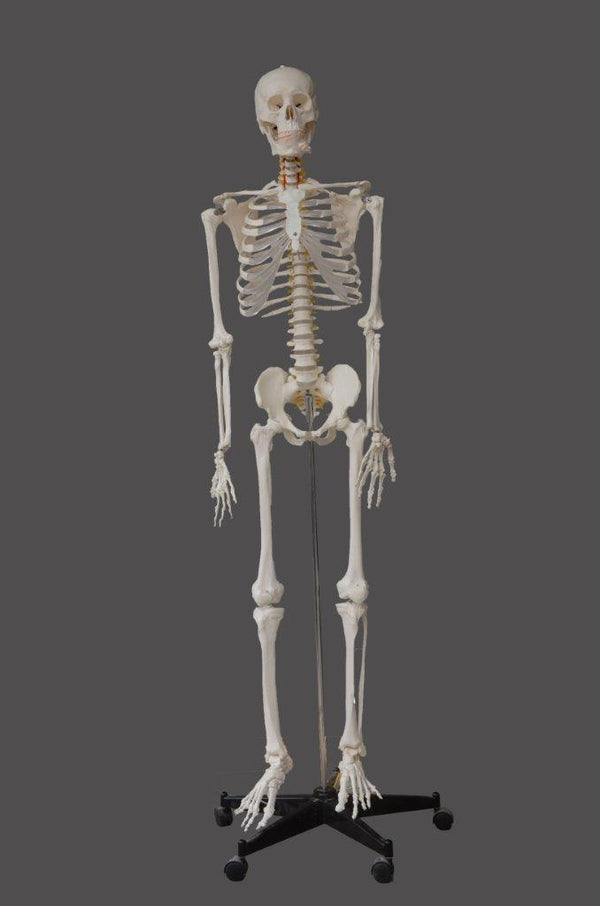 HUMAN SKELETON MODEL 170CM