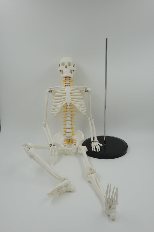 HUMAN SKELETON MODEL WITH NERVES 85CM