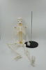 HUMAN SKELETON MODEL WITH NERVES 85CM
