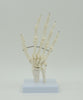 HAND BONE MODEL