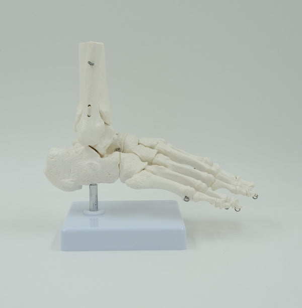 FOOT BONE MODEL