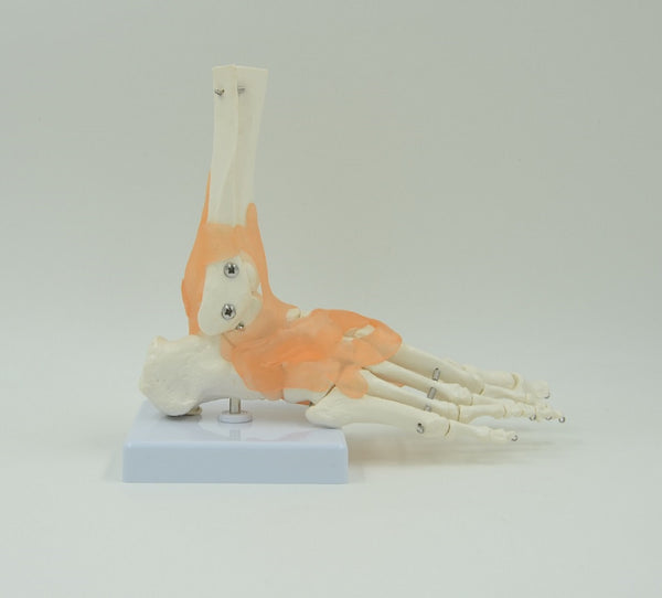 FOOT JOINT MODEL WITH LEGMENTS