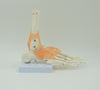 FOOT JOINT MODEL WITH LEGMENTS