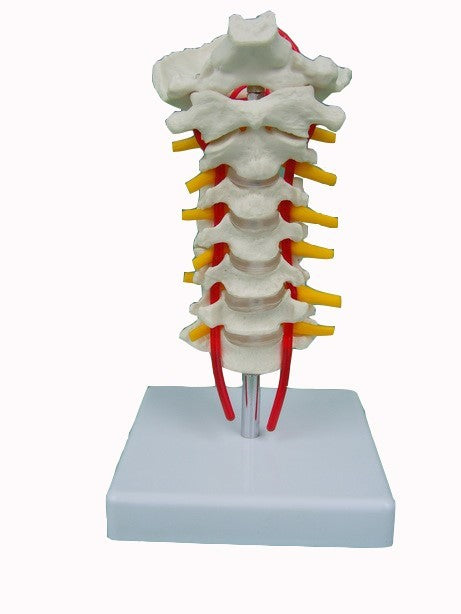 CERVICAL VERTEBRAE OCCIPITAL BONE WITH SPINAL CORD MODEL