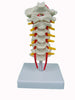 CERVICAL VERTEBRAE OCCIPITAL BONE WITH SPINAL CORD MODEL