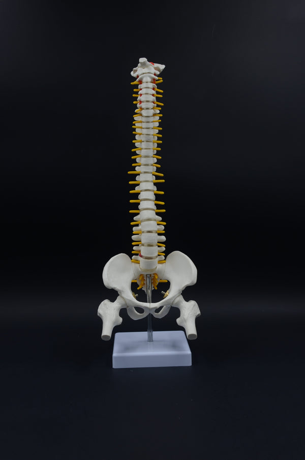 CLASSIC FLEXABLE SPINAL COLUMN MODEL