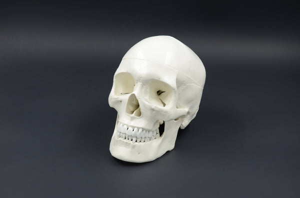 CLASSIC SKULL MODEL
