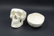 CLASSIC SKULL MODEL