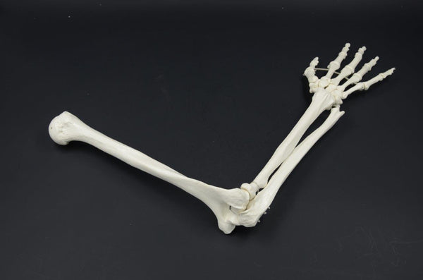 ARM BONE MODEL