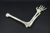 ARM BONE MODEL