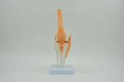 KNEE JOINT MODEL