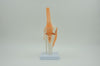 KNEE JOINT MODEL