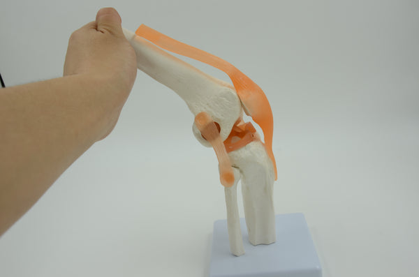 KNEE JOINT MODEL