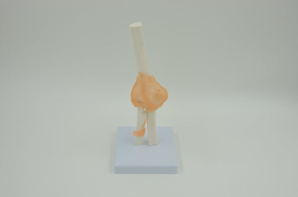 ELBOW JOINT MODEL