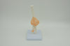 ELBOW JOINT MODEL
