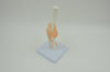 ELBOW JOINT MODEL