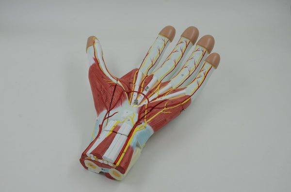 ANATOMY OF THE HAND MODEL 3-PARTS