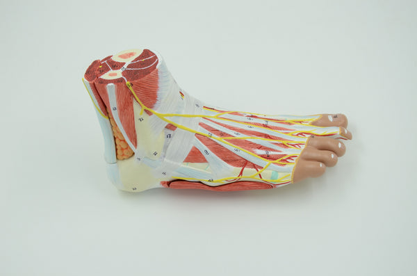 ANATOMY OF THE FOOT MODEL , 9-PARTS