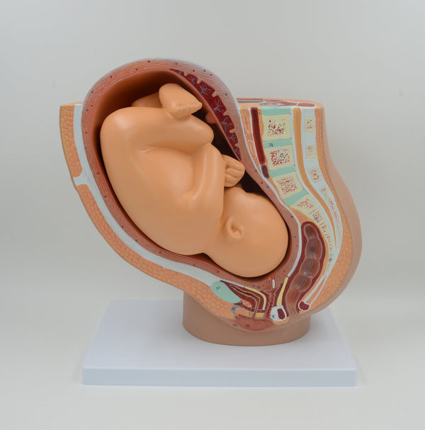 DELUXE PREGNANCY PELVIS MODEL