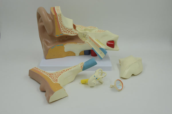 EAR MODEL,5 PARTS,3 TIMES ENLARGED