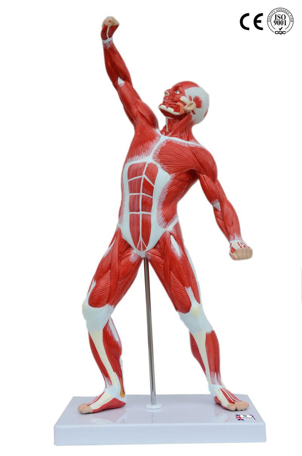 MUSCLE FIGURE , 50 CM HEIGHT MODEL