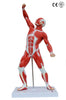 MUSCLE FIGURE , 50 CM HEIGHT MODEL
