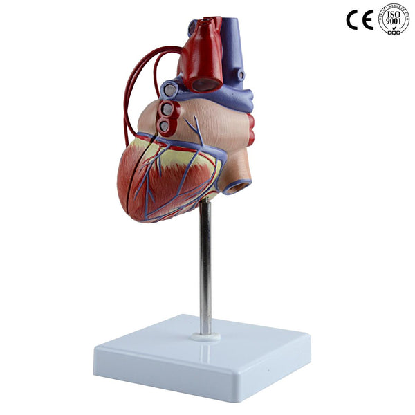 HEART PASS MODEL,LIFE SIZE