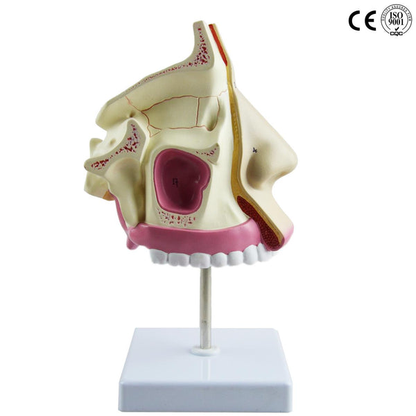 NASAL CAVITY MODEL ,LIFE SIZE