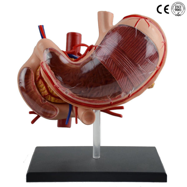 STOMACH MODEL 4D