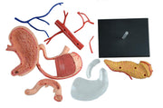 STOMACH MODEL 4D