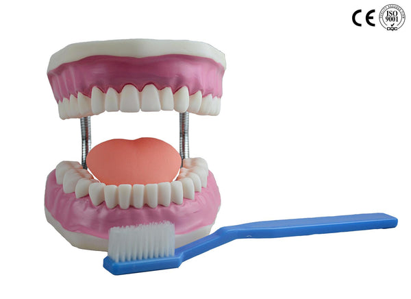 DENTAL CARE MODEL (ORAL HYGIEN)