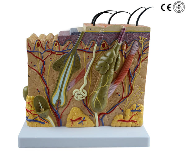 SKIN MODEL,70 TIMES ENLARGED