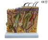 SKIN MODEL,70 TIMES ENLARGED