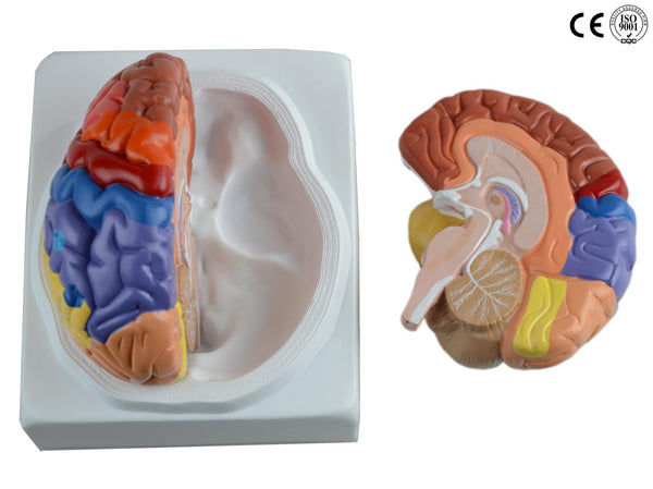 BRAIN MODEL WITH FUNCTIONAL REGION PAINTED