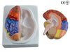 BRAIN MODEL WITH FUNCTIONAL REGION PAINTED