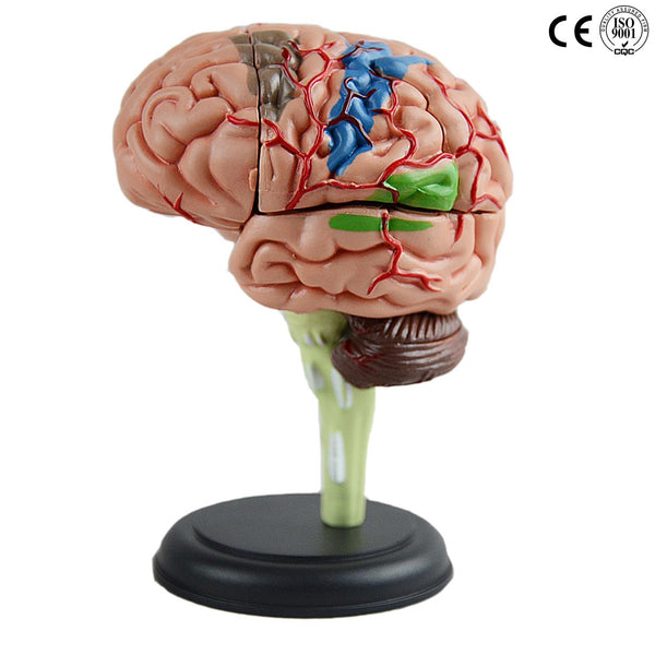BRAIN MODEL 4D