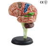 BRAIN MODEL 4D