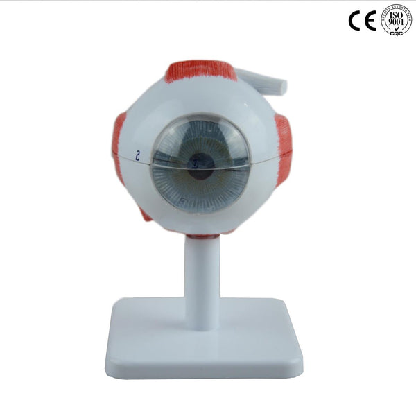 EYE MODEL,3 TIMES ENLARGED