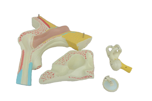 EAR MODEL,3 PARTS,3 TIMES ENLARGED