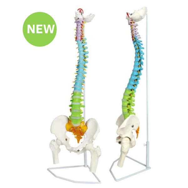 Coloured Flexible Spinal Column