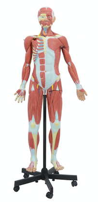 32-Part Human Muscle Model