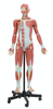 32-Part Human Muscle Model