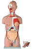 Dual-Sex Human Torso Model
