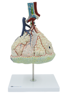 Detailed Pulmonary Lobule Model