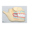 Deciduous Teeth Relief Model
