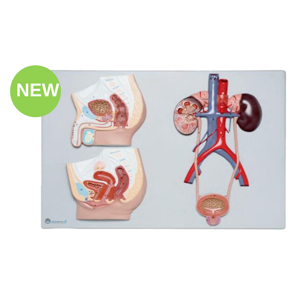 Male-Female Urinary System Model