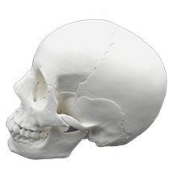 Adult Skull 22 Part, Adult Skull 22Part Model, Skull 22 Part