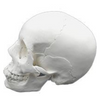 Adult Skull 22 Part, Adult Skull 22Part Model, Skull 22 Part