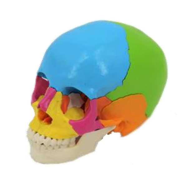Colored Adult Skull 22Part